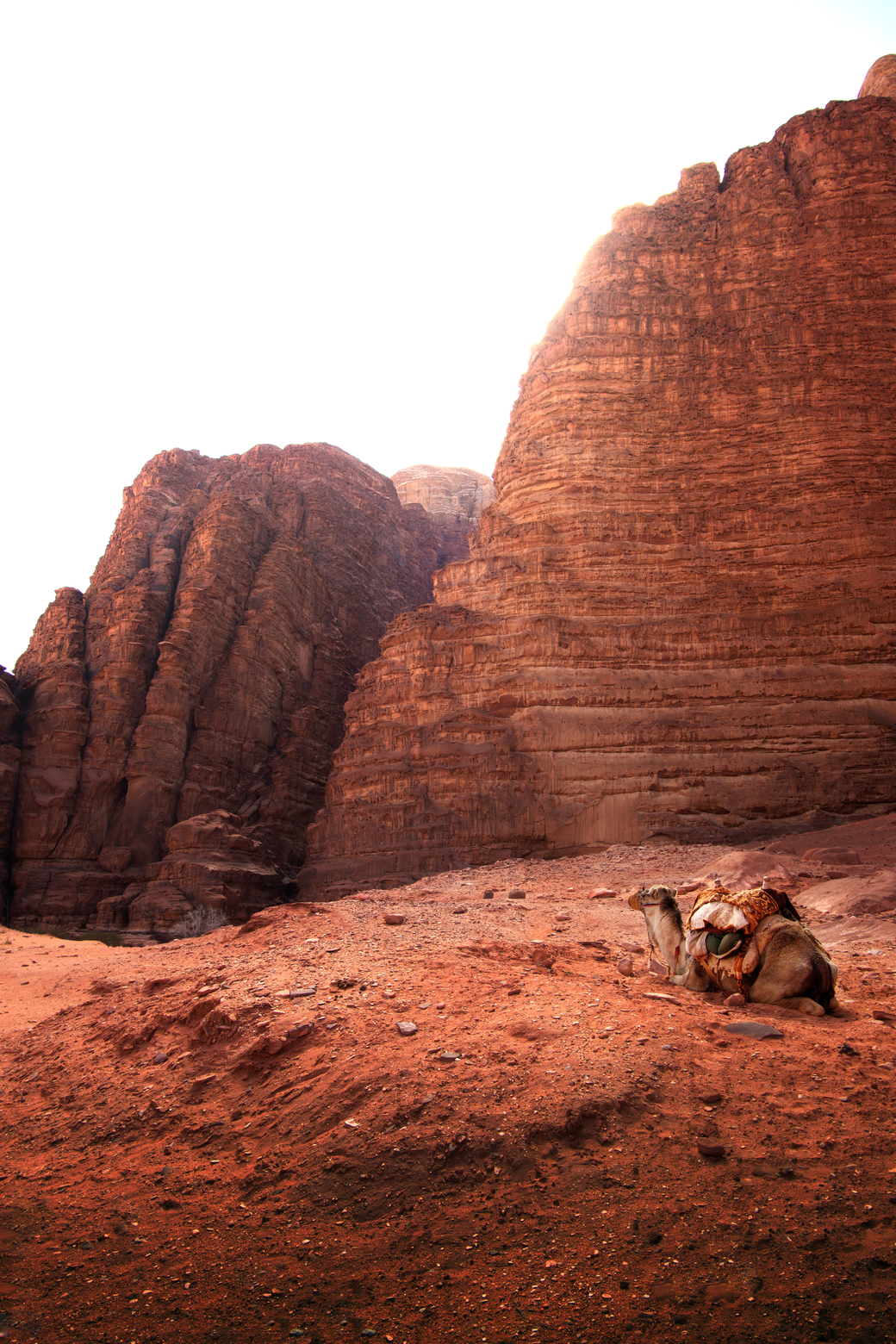 wadi rum jordánia teve sivatag