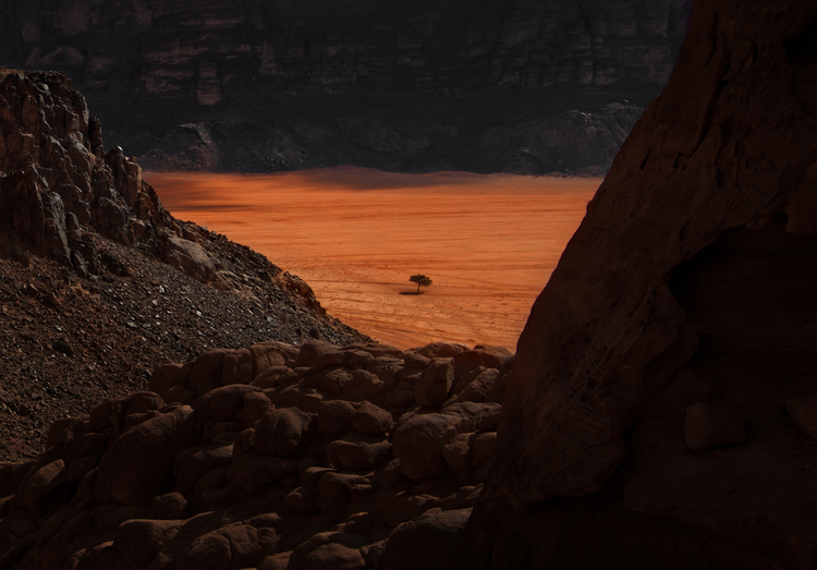 magányos fa a sivatagban sziklafalak között wadi rum jordánia
